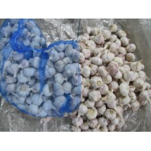 2020 Good Quality Normal White Garlic