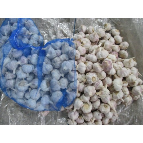 2020 Good Quality Normal White Garlic