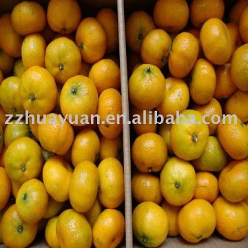 Sweet Nanfeng orange