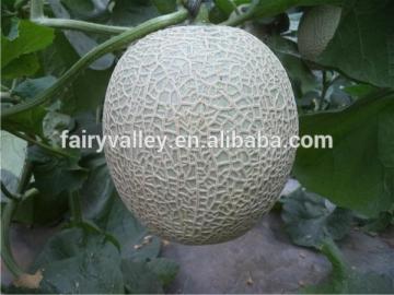 Hybrid F1 Hami Melon Seeds Japanese Musk Melon Seeds Cantaloupe Seeds-Ruby No.7 F1