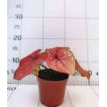 caladium c13 in good price