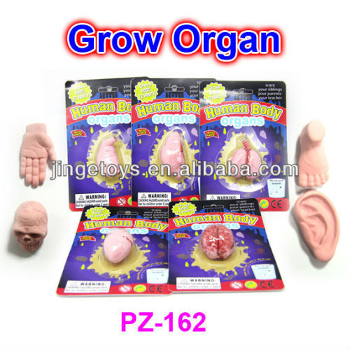 Human Organs Growing Toys of Anatomy Set