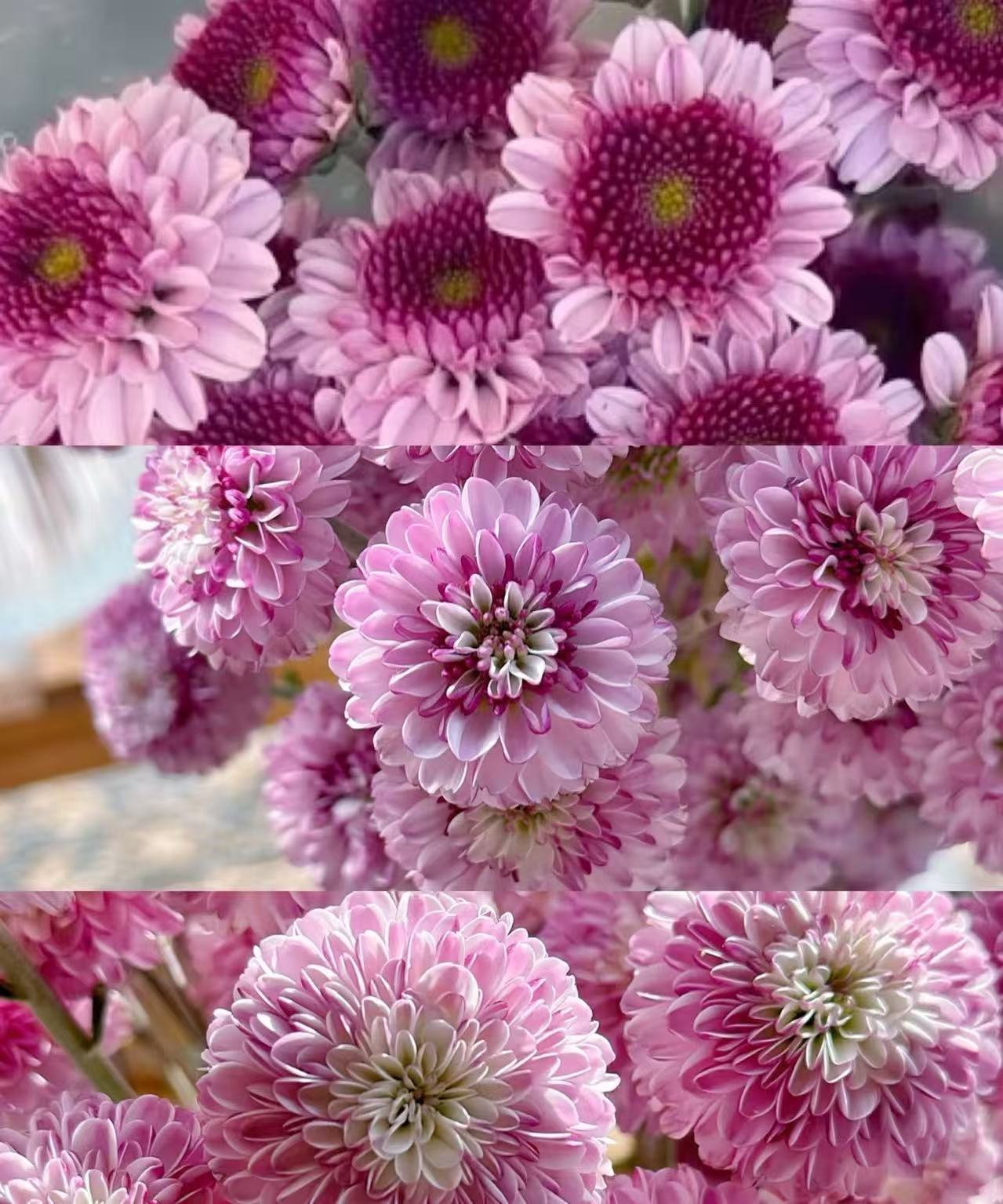 ফ্যান ইয়ান স্প্রে ক্রাইস্যান্থেমাম Fan Yan spray chrysanthemum