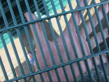 Anti Climb Welded Wire Mesh