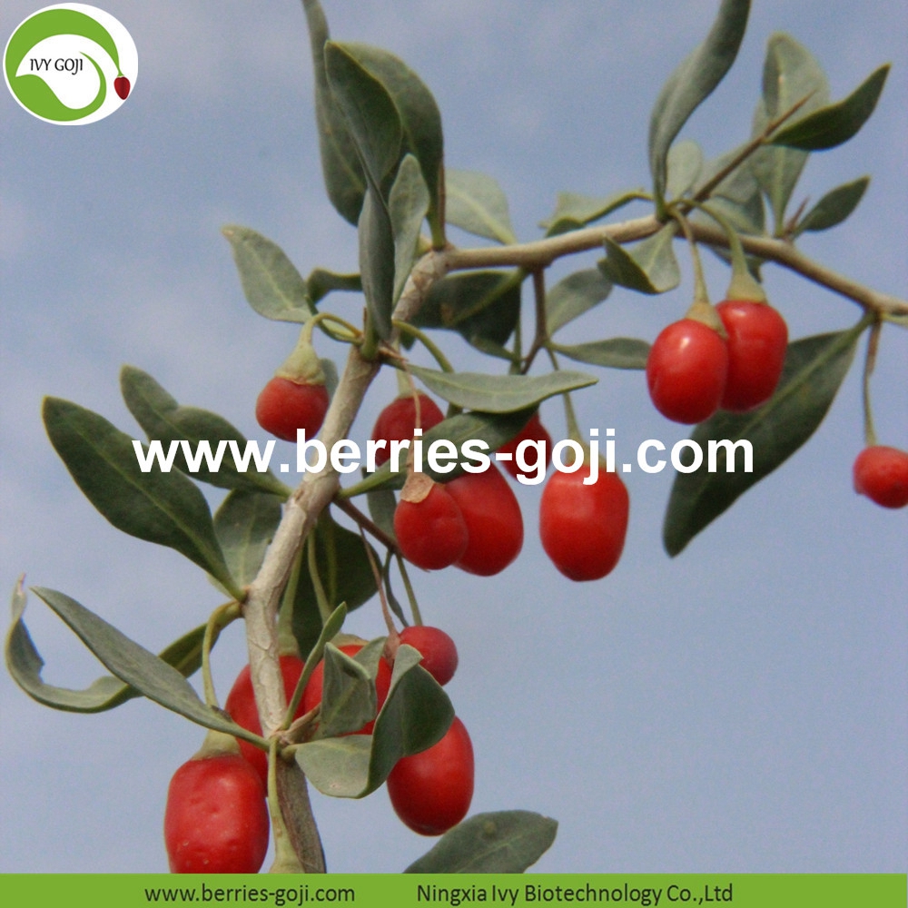 organic goji berry