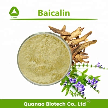 Scutellaria Baicalensis Root Extract Baicalin 85% HPLC