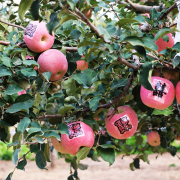 Frucht für Frauen geeignet