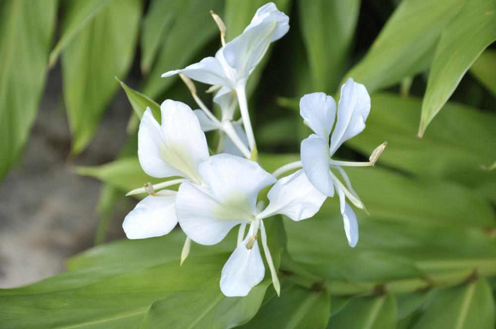 Óleo essencial de flor de gengibre OEM