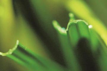 Artificial Grass for Football, MT-Ubest-Plus