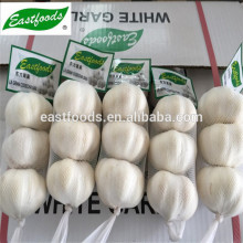 common white garlic 5