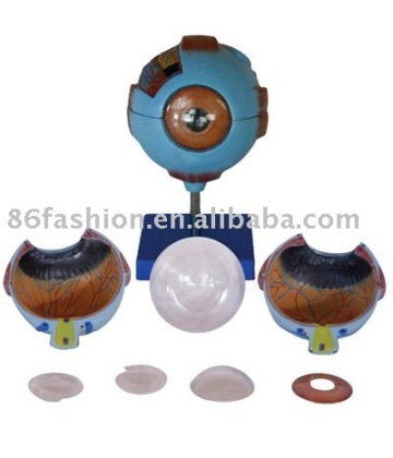 anatomical eyes models