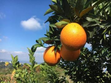 Fresh New Crop Navel Orange Sweety