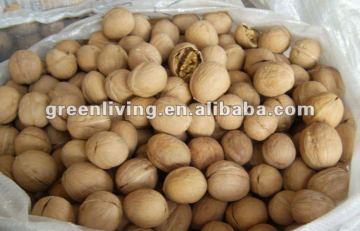 China walnuts in shell or kernel from xinjiang