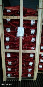 SELECTED SUPER QUALITY CHESTNUT CROP 2020