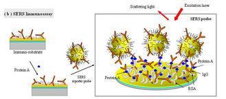 Antibody test the process of  Western-blot , ELISA or immun