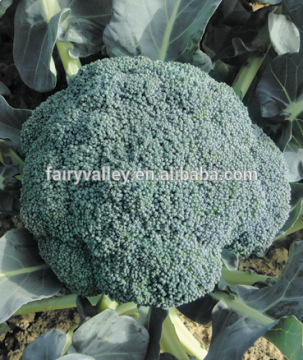 Hybrid broccoli seeds for growing-Better