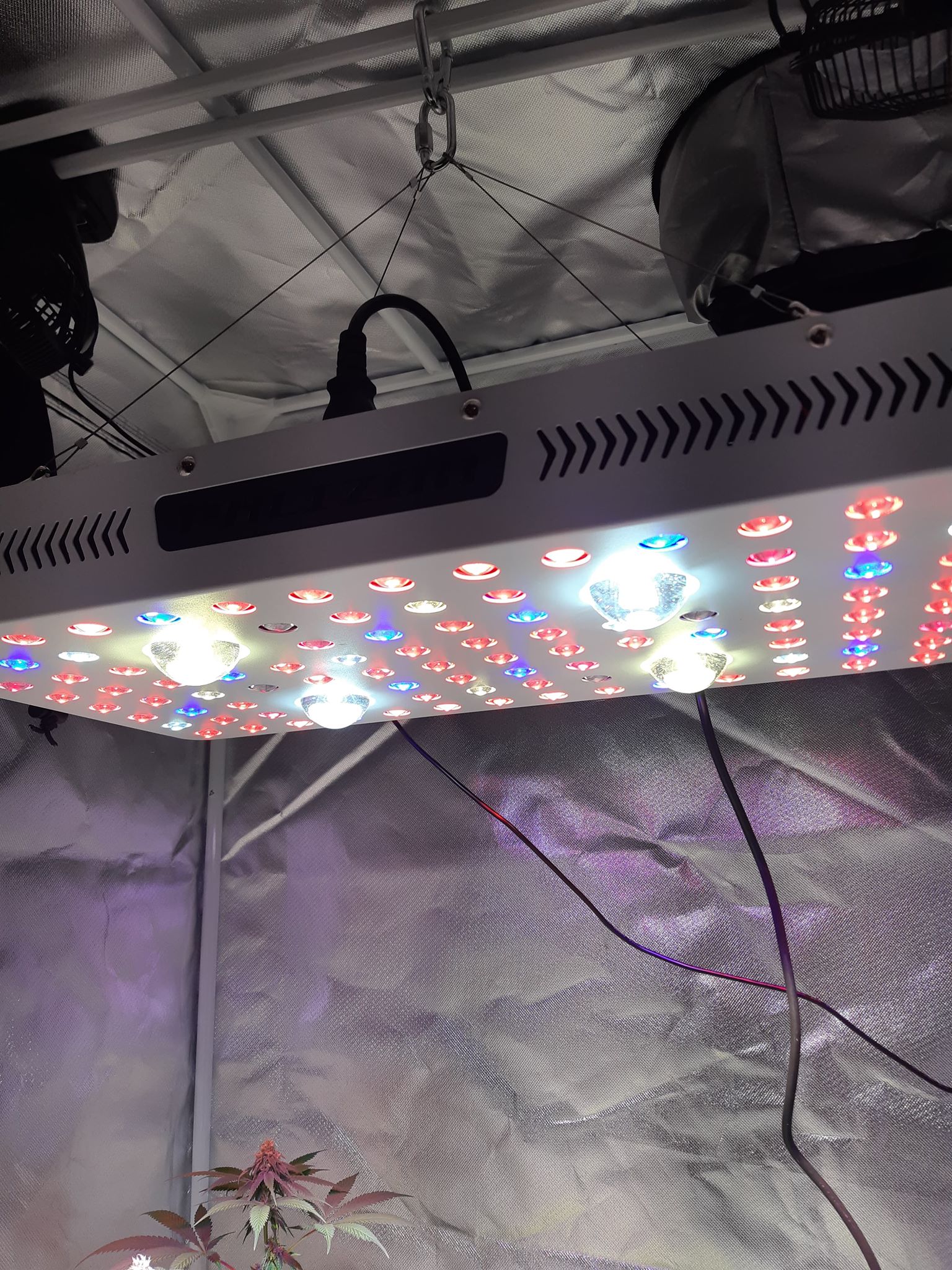 cob led grow light