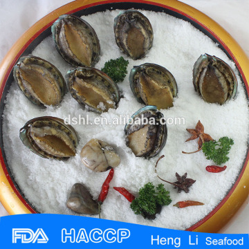 Seafood frozen paua abalone for sale