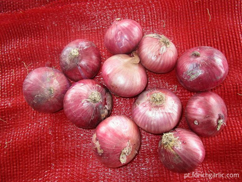 Red Onion