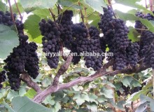 High Quality Newest Big Black Red Grape seeds for planting