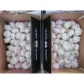 High Quality Fresh Pure White Garlic