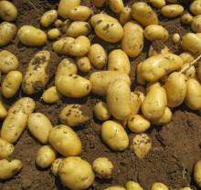 fresh holland potato export to Srilanka