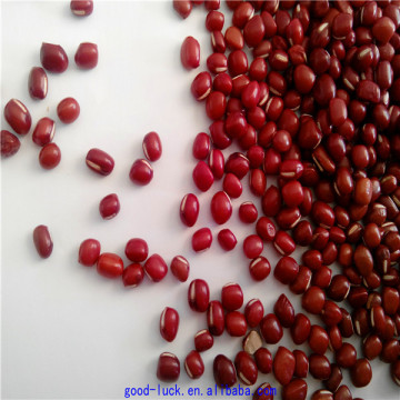 new crop azuki beans(heilongjiang)