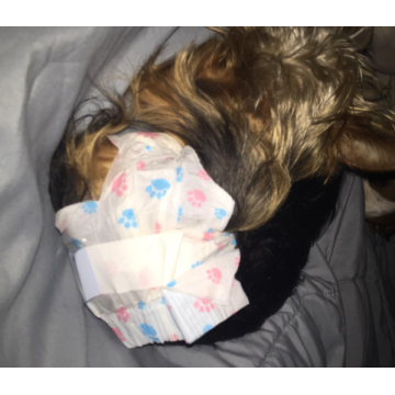 Leakproof Super Absorbent dog diapers