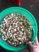 Vietnamese Cashew Nut Kernels lwb