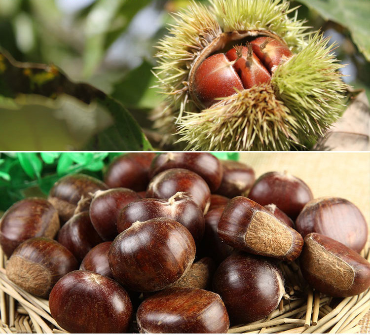 IQF Chestnuts Frozen Chestnut Kernel for sale