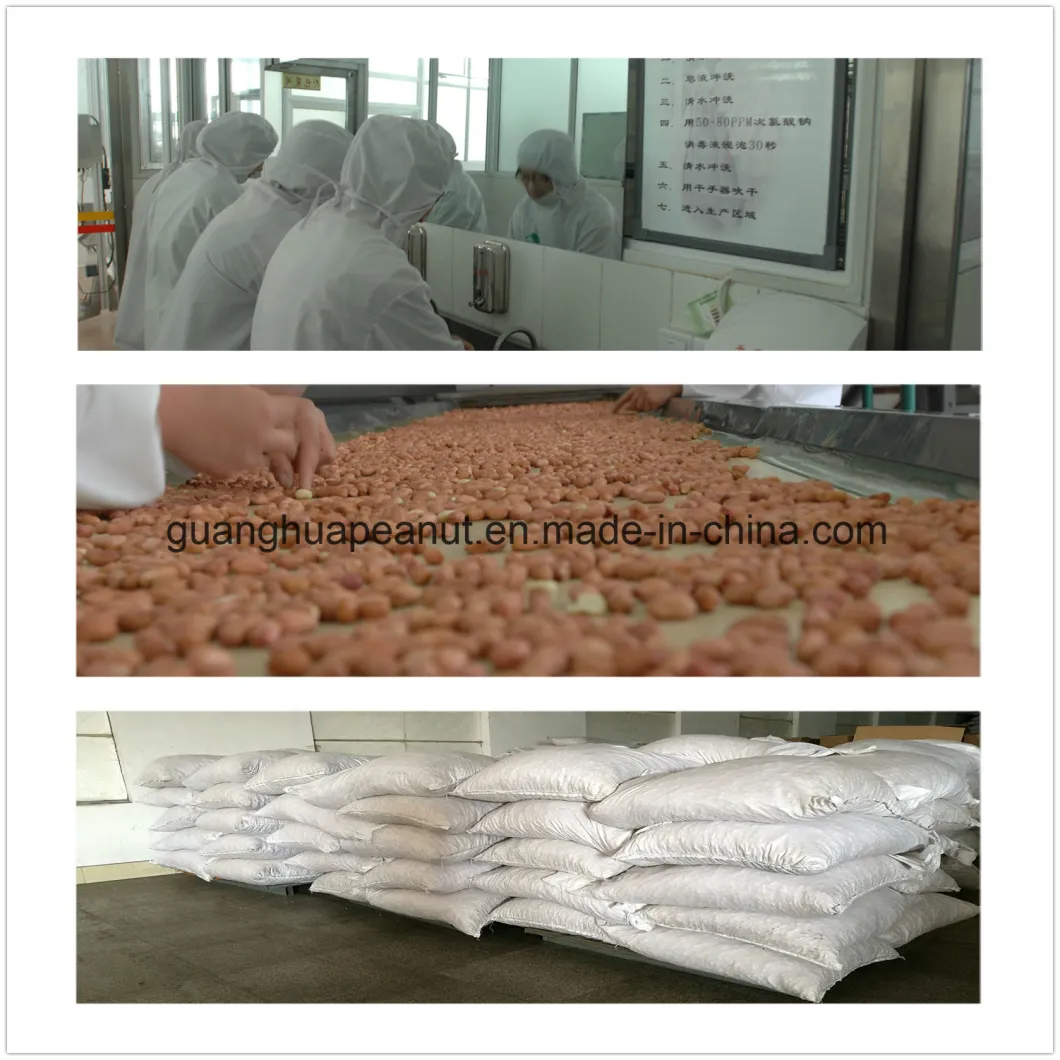 Best Sale Blanched Peanut Kernels 25/29 New Crop