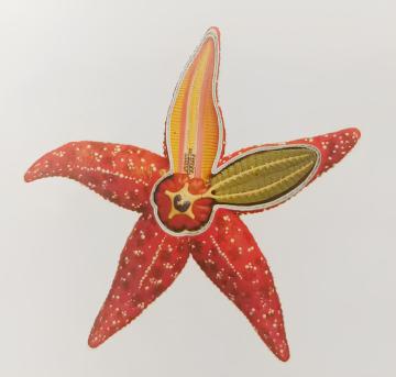 Starfish model