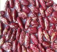 Purple Speckled Kidney Beans