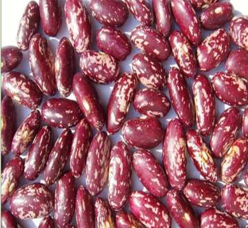 Purple Speckled Kidney Beans