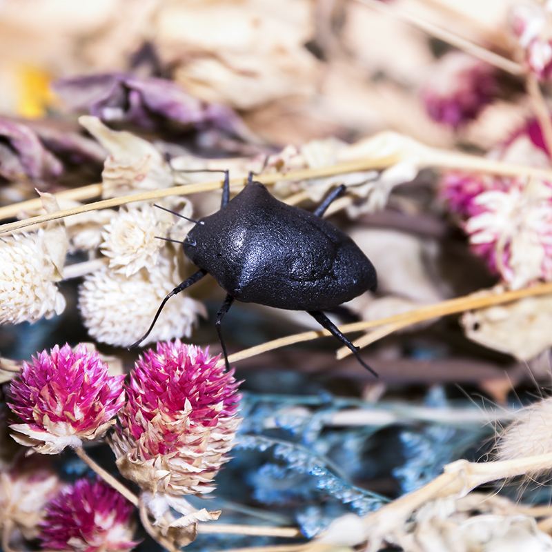 Décorations d&#39;oiseaux pour la fête