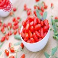 Wolfberry/ Lycium Barbarum/Wholesale goji berries