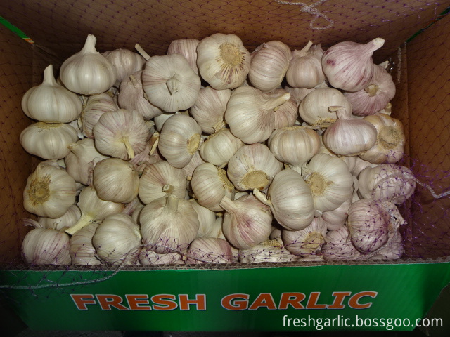 Normal White Garlic Exporter