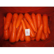 Cenoura fresca de boa qualidade de 2016 para venda