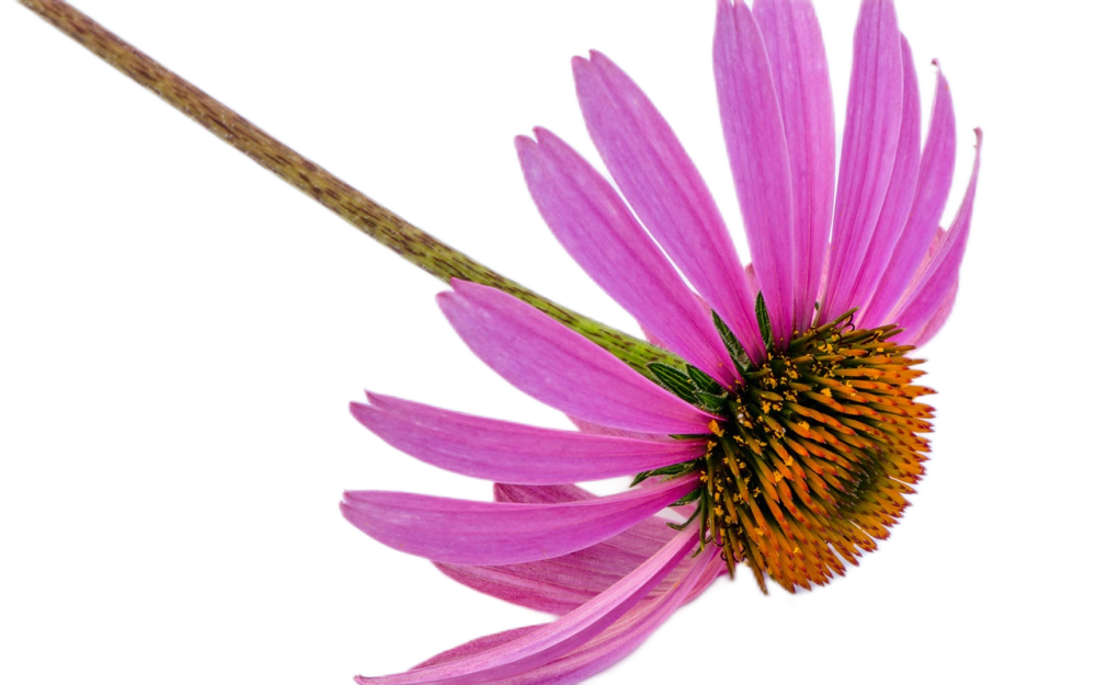 Echinacea Herb Extract