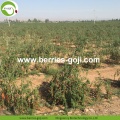 โรงงานผลิตผลิตภัณฑ์จากผลไม้ธรรมชาติ Bulg Goji Berries