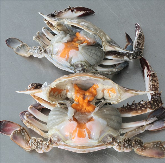 Sea Frozen Swimming Crab