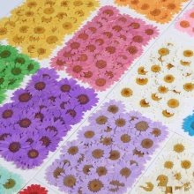 Colorful Handicraft Fresh Real Cornflower Dried Flower Bulk Pack for Art Crafts