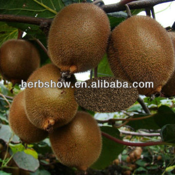 Top Quality chinese goosebeery seeds/Kiwifruit seeds for sowing