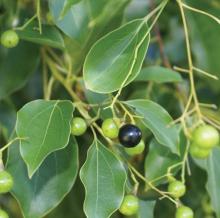 Ho Wood Essential Oil cinnamomum camphora