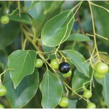 Ho Wood Mafuta Muhimu ya Cinnamomum Camphora