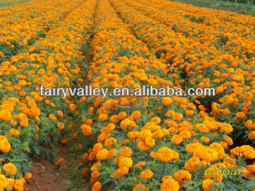 Planting All Varieties Of High Quality Hybrid F1 Marigold Seeds Seedlings For Sale