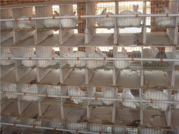 Rabbit Cage