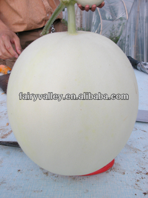 Hybrid Big Fruit White Sweet Melon Seeds-Fairy Snow No.9