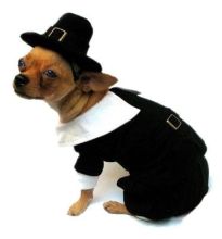 Pilgrim Boy Black Shirt Tuxedo / Doggie Tuxedo Costume For Thanksgiving Holiday