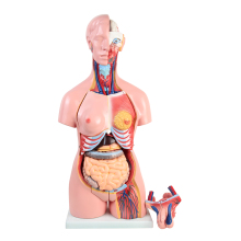 Medical Teaching Aids: Exploring Anatomical Models and Organs